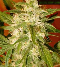 Kaya Gold feminized (10 seeds)