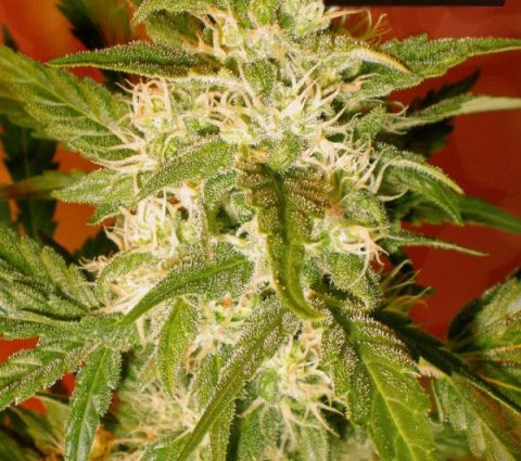 Kaya Gold feminized (10 seeds)