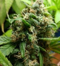 Cannatonic Seeds Regular (20 seeds)