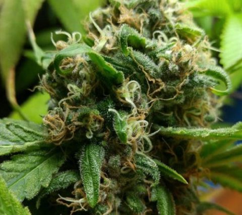 Cannatonic Seeds Regular (20 seeds)