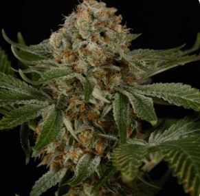 Kush, Canabis, Marijuana